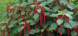 Acalypha hispida