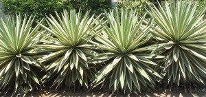 Agave angustifolia marginata