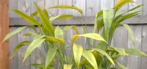 Cordyline americana