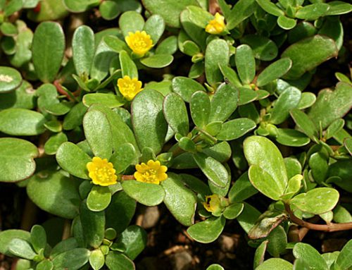 Portulaca olracea yellow