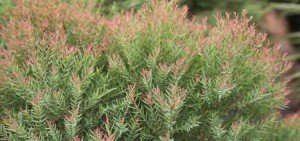 Eucalyptus spathulata red crest