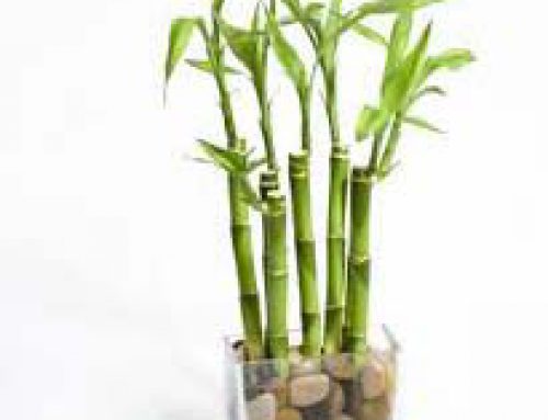 Mini bamboo Grass