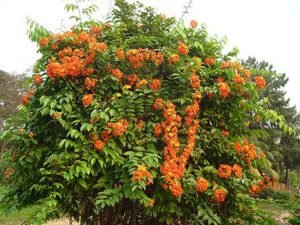 Bahunia Coccinia