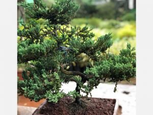 Bonsai Plants