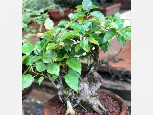 Bonsai Plants