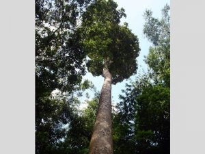 Dipterocarpus