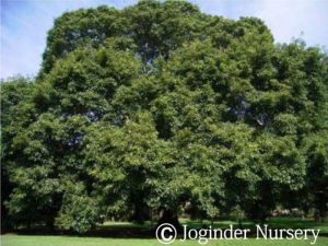 Ficus Infectoria
