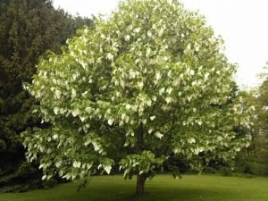 Handkerchief Tree