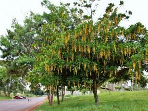 Lophanthera Lactescens