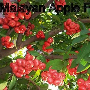 Malayan Apple