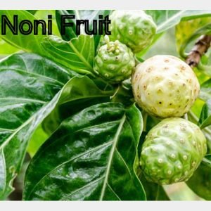 Noni Fruit