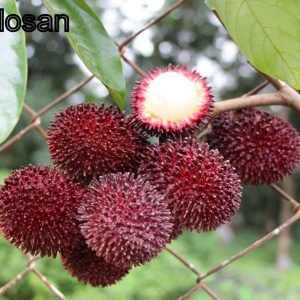 Pulasan P15