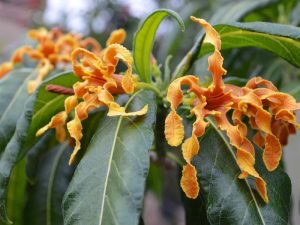 Strophanthus Boivinii